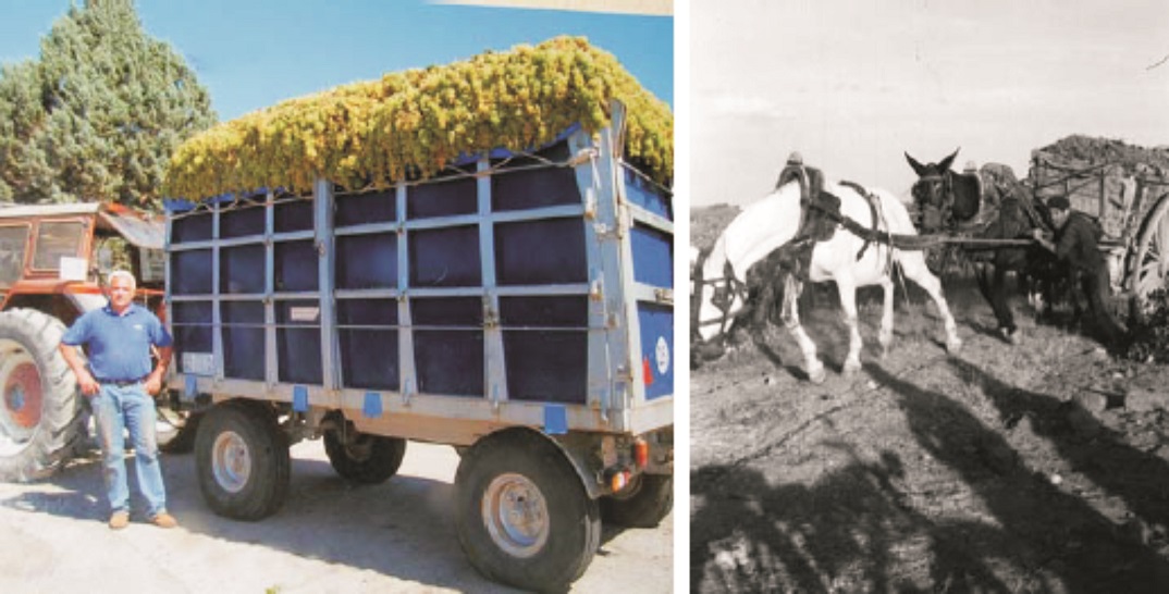 Ayer y el hoy del acarreo de la uva. Antes en carros de 1.000 kilos, ahora en remolques de 10.000