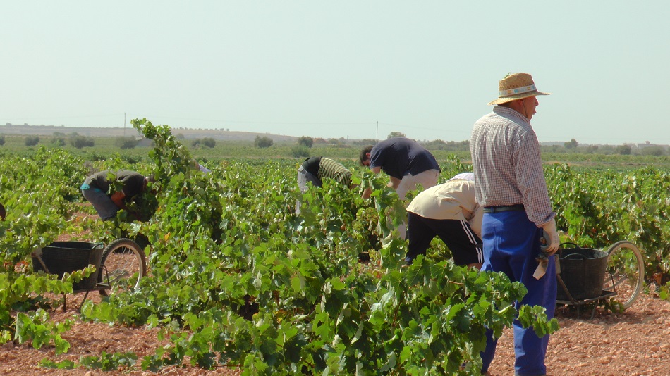 La vendimia de tinto se generaliza en La Mancha