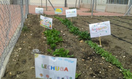 Cultivando plantas y valores en el huerto ecológico del colegio Carrasco Alcalde