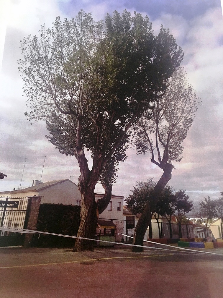 Campo de Criptana pone en marcha un plan para actuar sobre los árboles en mal estado del municipio