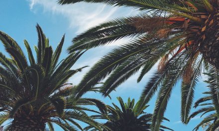Las palmeras no son árboles, son hierbas