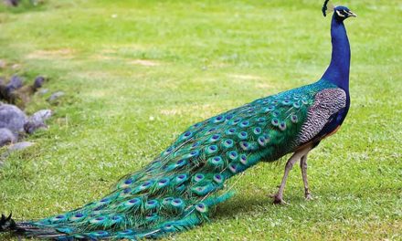 Por qué el pavo real se llama pavo real
