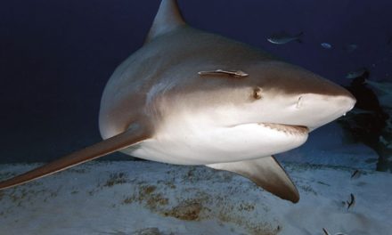 Algunas curiosidades sobre los tiburones