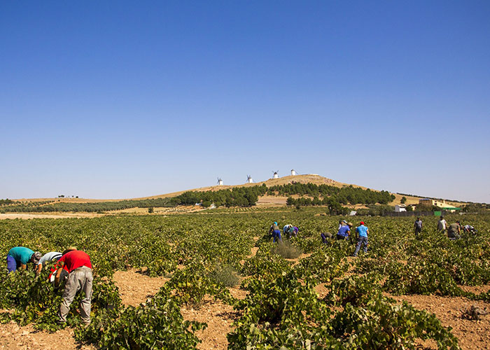 La recolección de la uva blanca Airén señala el punto y final a la campaña en la Denominación de Origen La Mancha