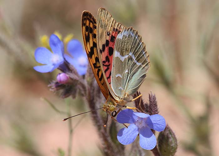 Una guía con las 20 especies de mariposas más comunes en el Parque Alces, iniciativa del ayuntamiento de Alcázar para el Día Internacional de la Biodiversidad