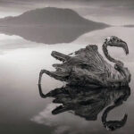 El lago de los animales petrificados